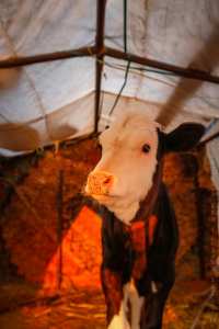 Un petit veau de lait chez un éleveur de Sidi Nasser