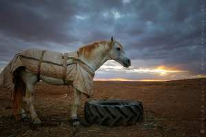 Le cheval Barde en Algérie très prisé des amoureux des fantasias