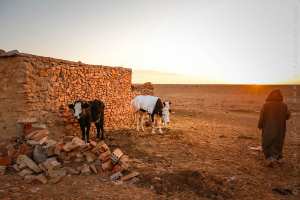 Vaches laitières (hauts plateaux algériens)