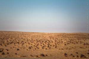 Champs d'Alfa sauvage  (hauts plateaux)