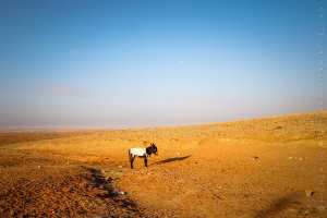 L'ane, animal de transport privilégié des zones arides en Algérie