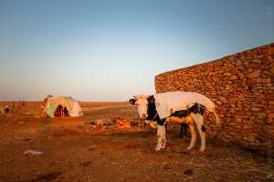 Vache laitière et son veau chez un nomade algérien