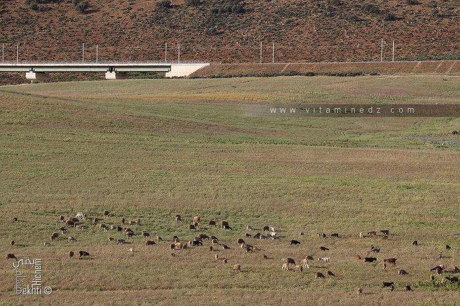 Troupeau de mouton à la commune de Sidi Abdelli