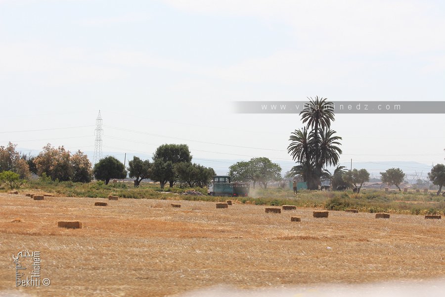 Relizane wilaya à fort potentiel céréalier