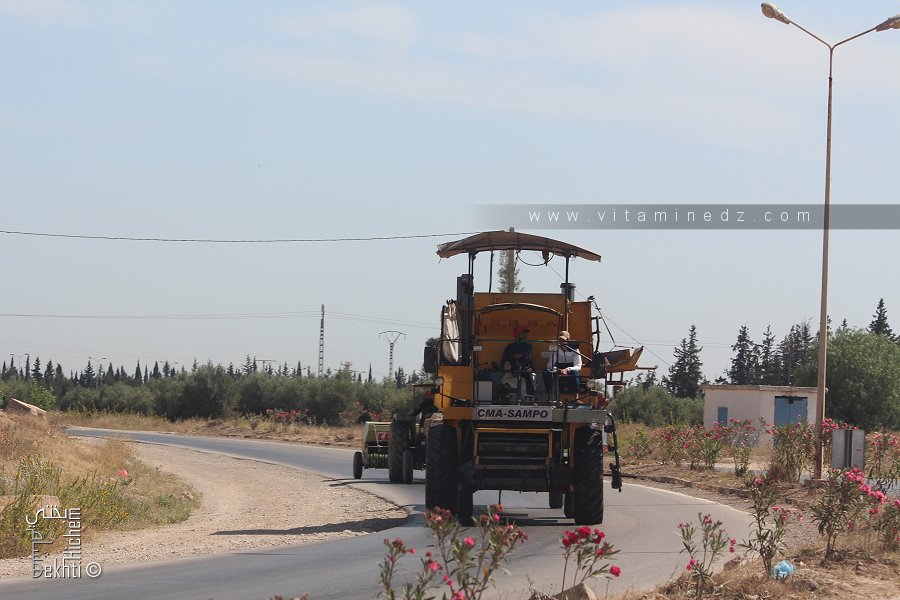 Moissonneuse batteuse à Relizane campagne de 2022