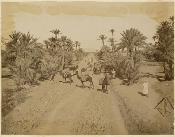 [Route près d'El Kantara'] (Image de propagande coloniale)