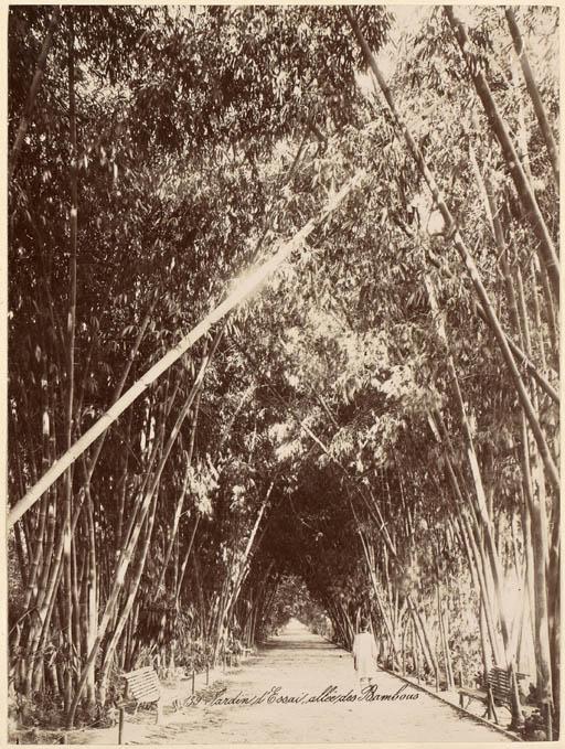 Le Jardin d'essai. Allée des Bambous [Alger] (Image de propagande coloniale)
