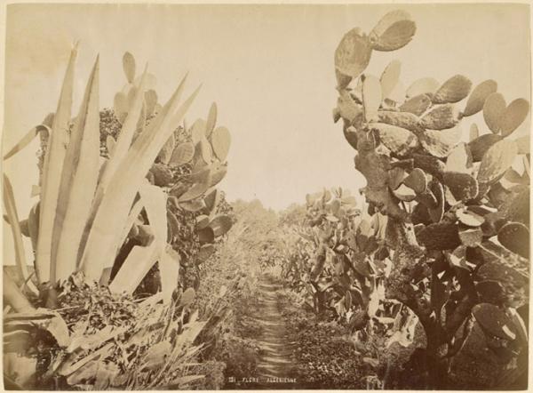 Flore algérienne [figues de barbarie et aloès] (Image de propagande coloniale)