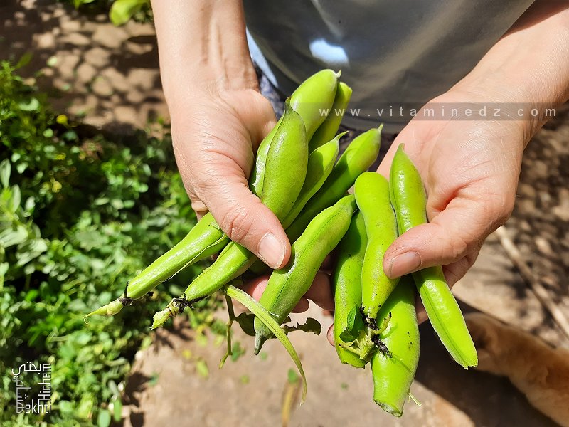 Cueillettes des premières fèves de Jardin Mai 2022