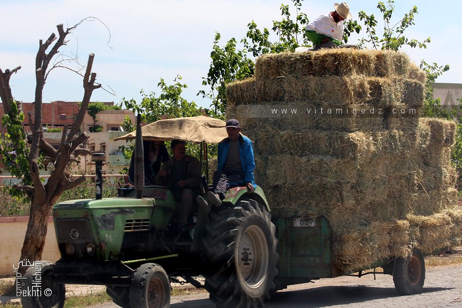 Relizane : 200 bottes de foin ravagées par les flammes à Mendès