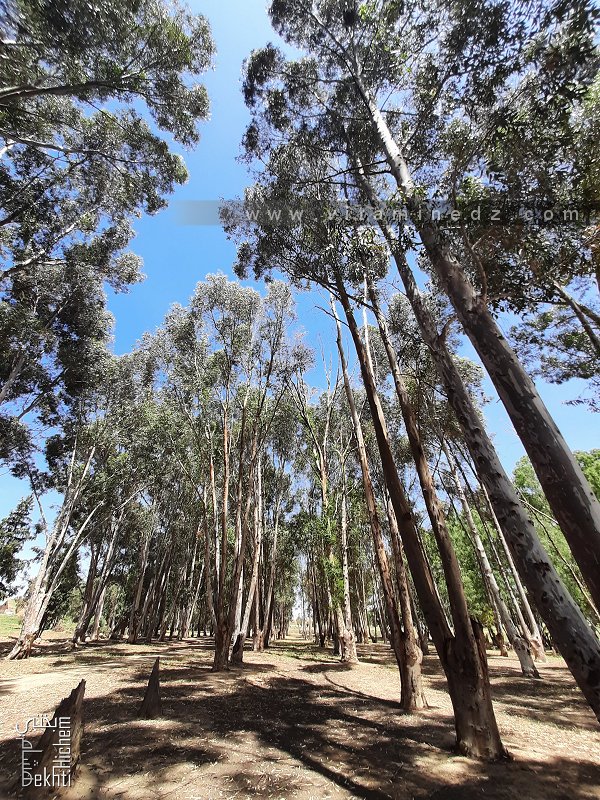 Petite forêt d'Eucalyptus à Sidi Lazreg