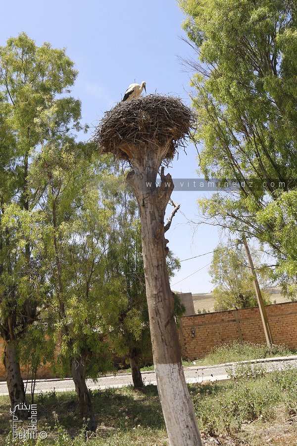 Une cigogne perchée sur un troc d'arbre à Rahouia