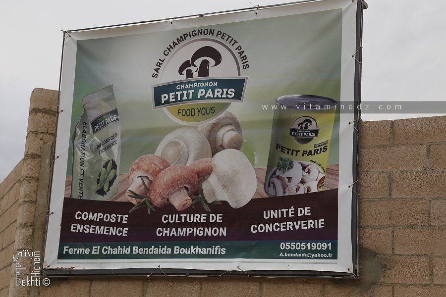 Ele vage champignon peit Paris à Sidi Belabbes