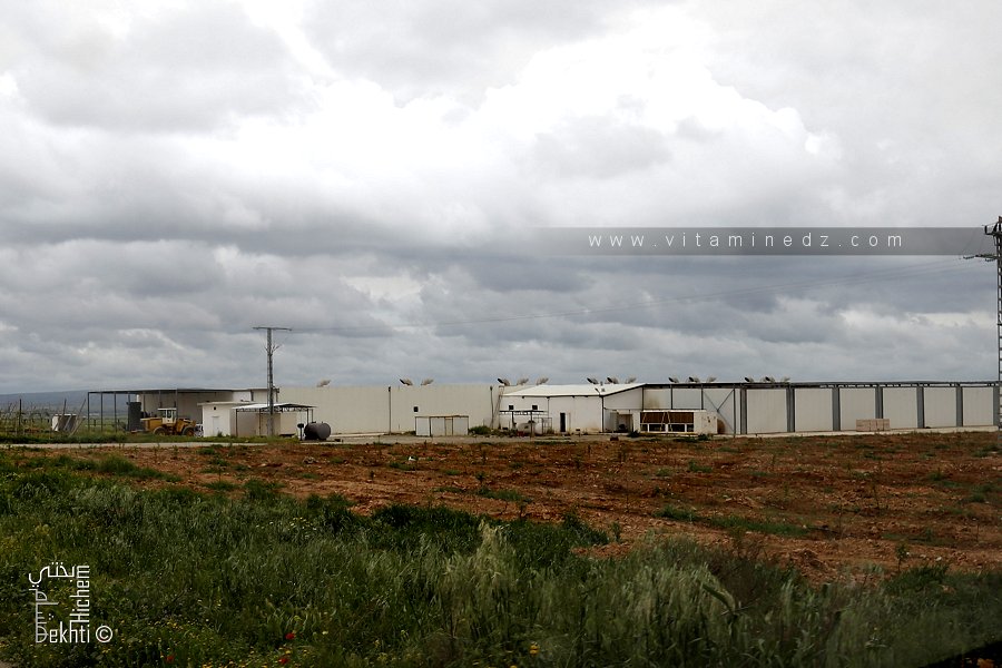 Ferme Moderne El chahid Bendaida, Boukhenefis, Sidi Bel Abbes