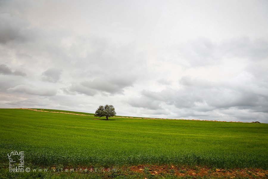 Champs verdoyants non loin de la forêt de Tenira
