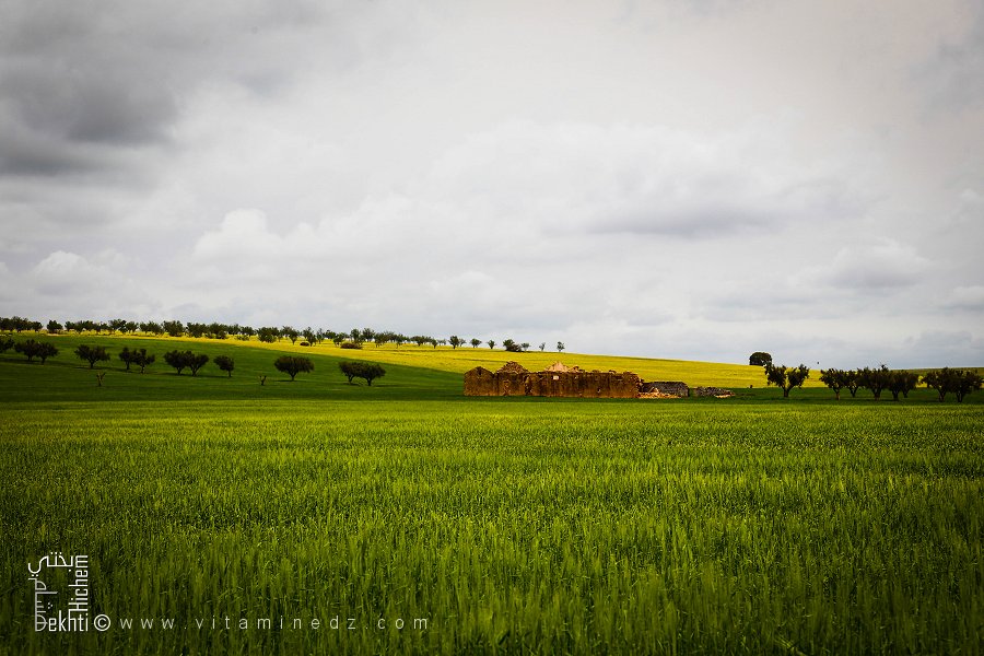 Ancienne ferme abandonnée au milieu des champs de Blé