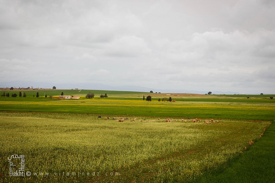 Troupeau de mouton au milieu des vergers dans la campagne de Boukhanifis