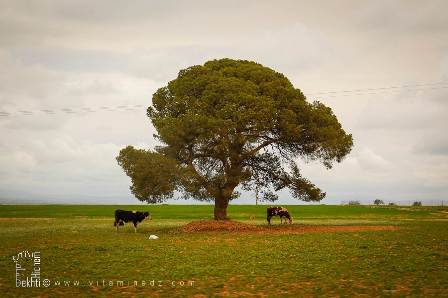 Elevage de vaches laitières dans la nature ...