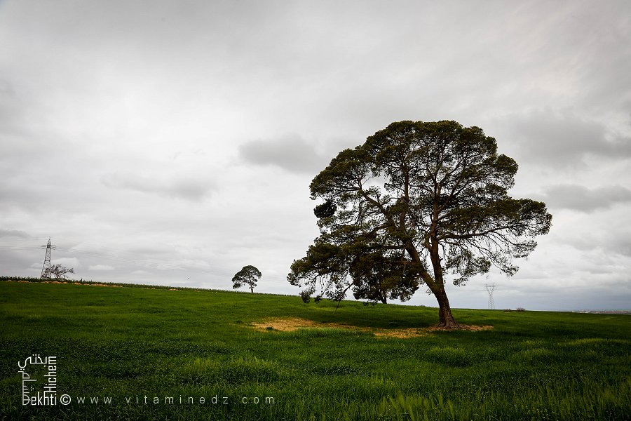 Le mystère des pins de Sidi Bel Abbes