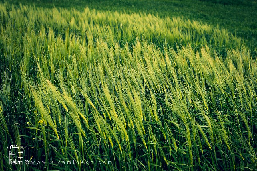L'agriculture céréalière à Sidi Bel Abbes