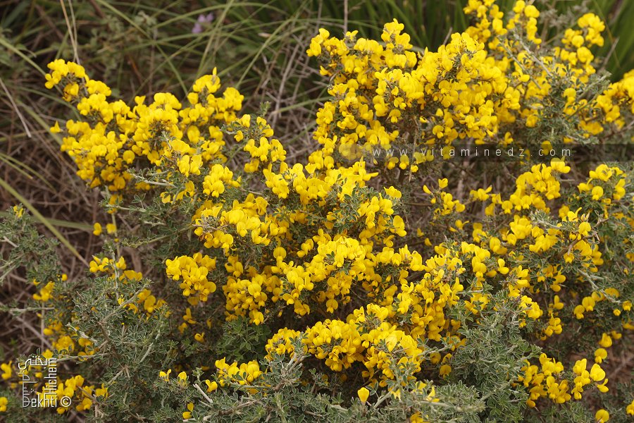 Plantes sauvages de la forêt de Tenira (Sidi Bel abbes)