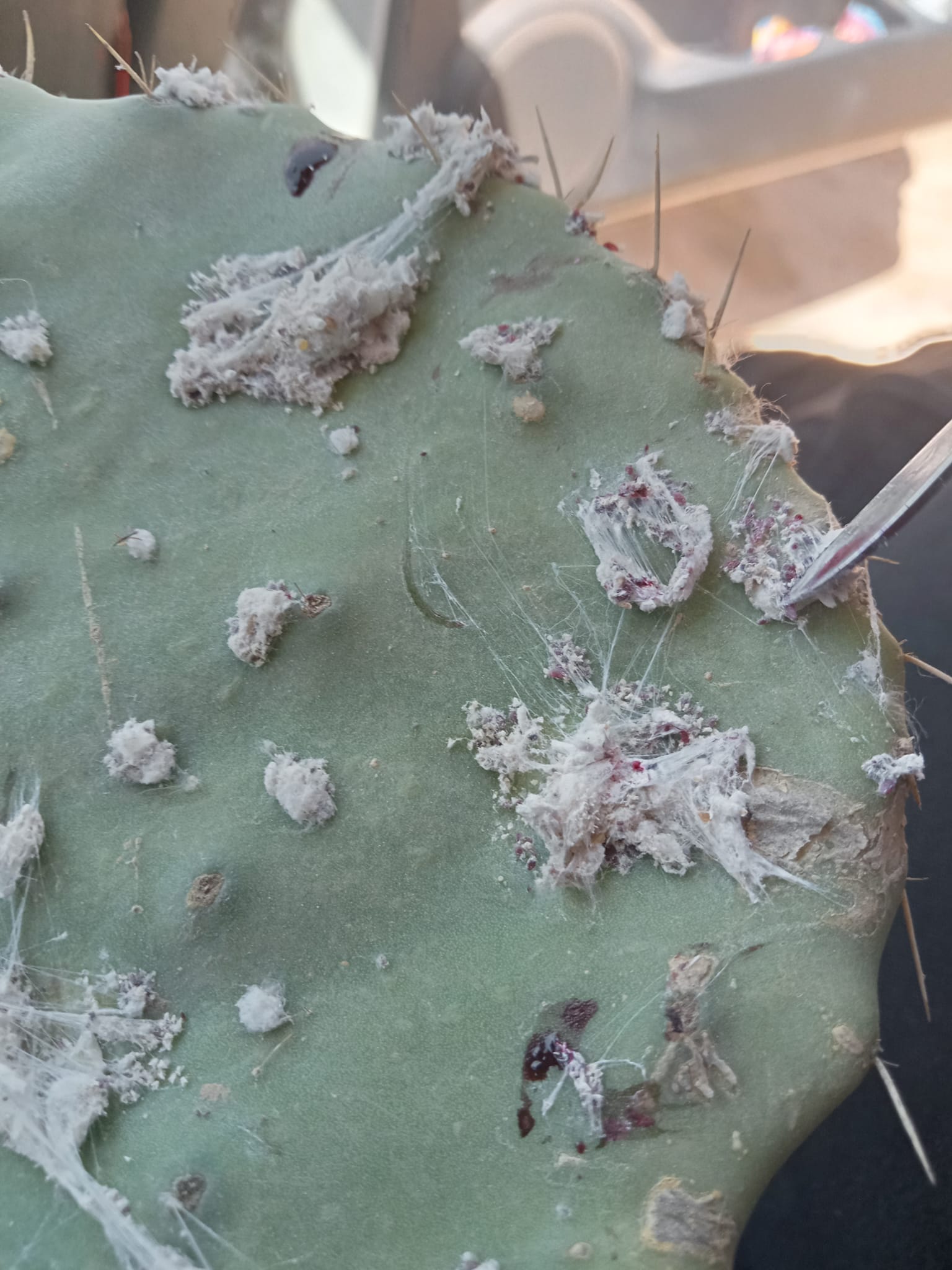 الحشرة القرمزية تغزو التين الشوكي