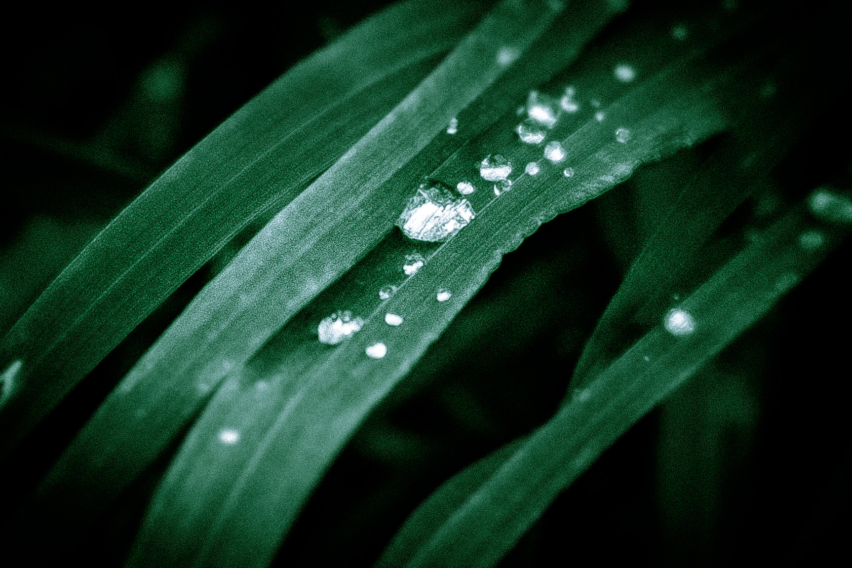 Perles de pluie