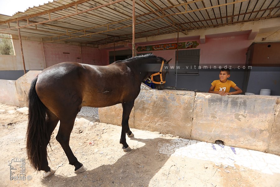 Sidi Bounouar (Remchi, Tlemcen) En attendant la Waada