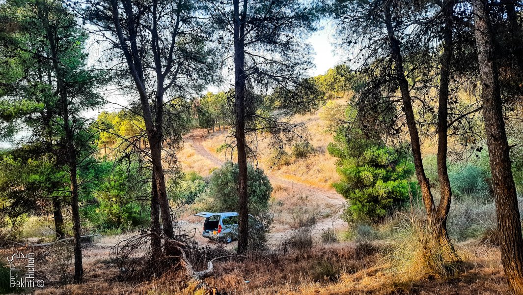 Forêt de Dzarifet côté bas (Commune de Mansourah)