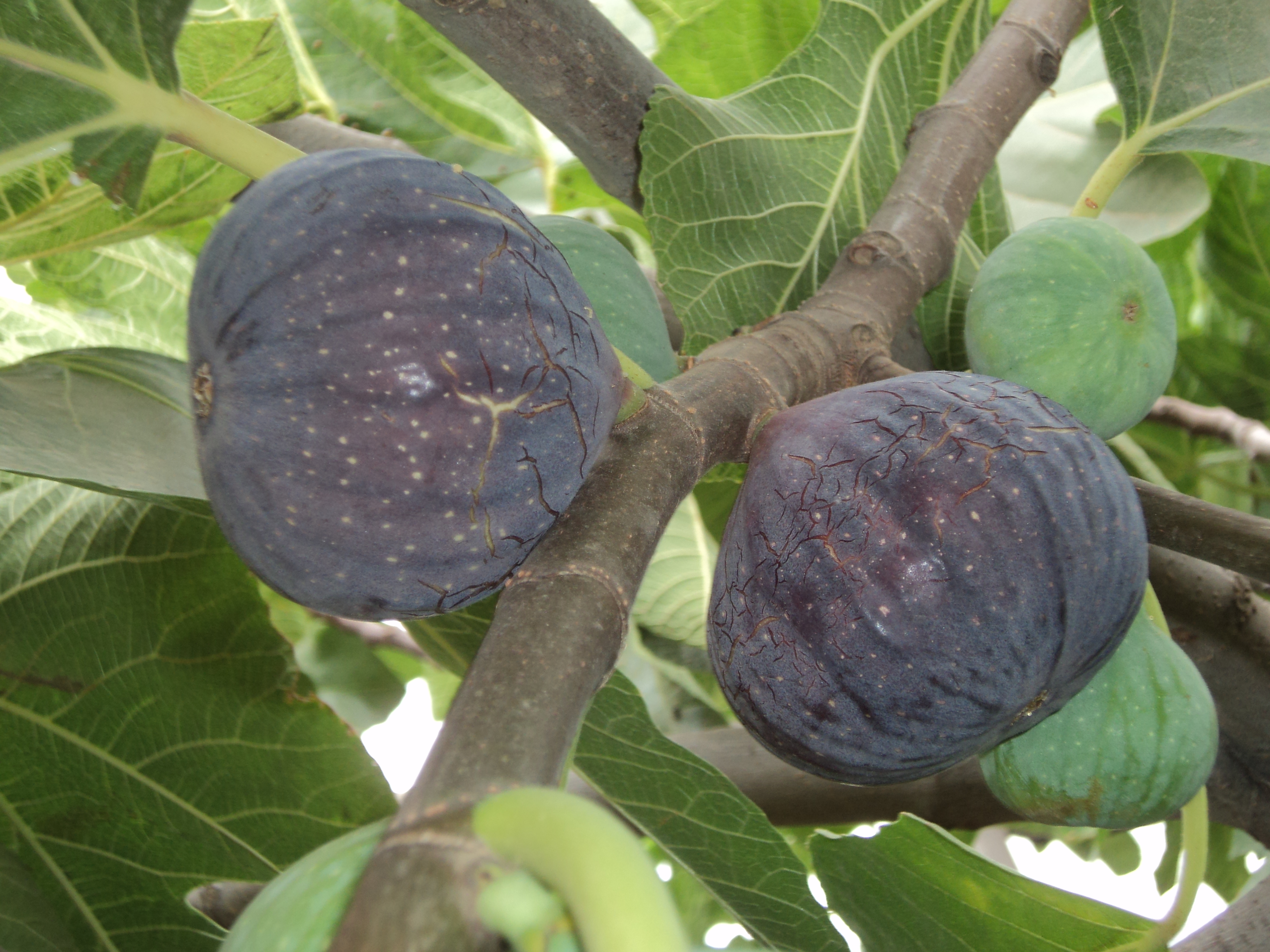 Figues fraîches