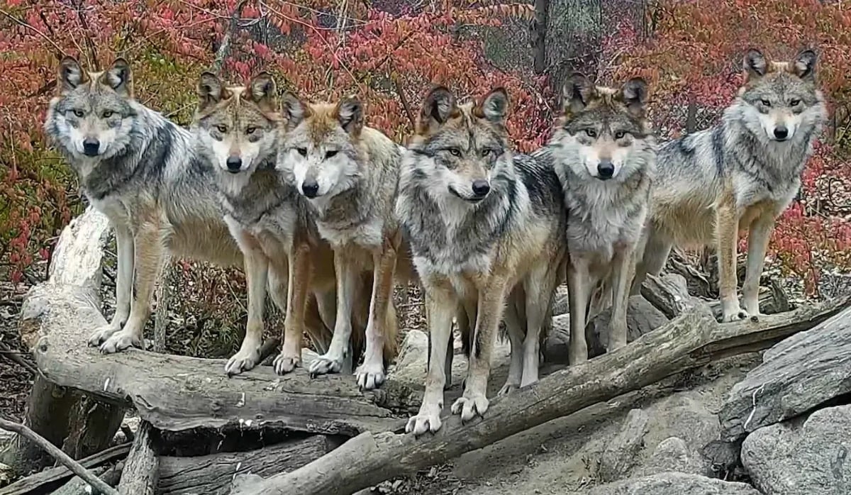 Planète (Amérique du Nord) - États-Unis: une caméra de surveillance capture le moment précis où une meute de loups pose majestueusement