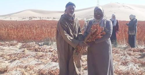 الكينوا منتوج  نادر ومكلف إلى حد ما في السوق الجزائرية.