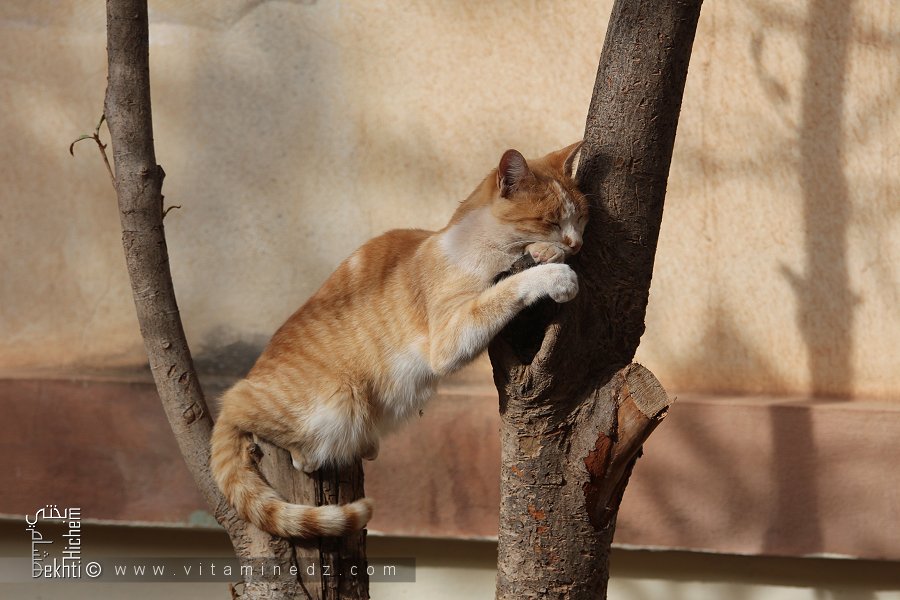 Le chat adore les siestes ...