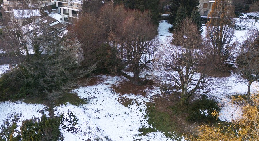 Planète (France/Europe) - A Pully, l’empoisonnement d’un arbre met le feu aux poudres