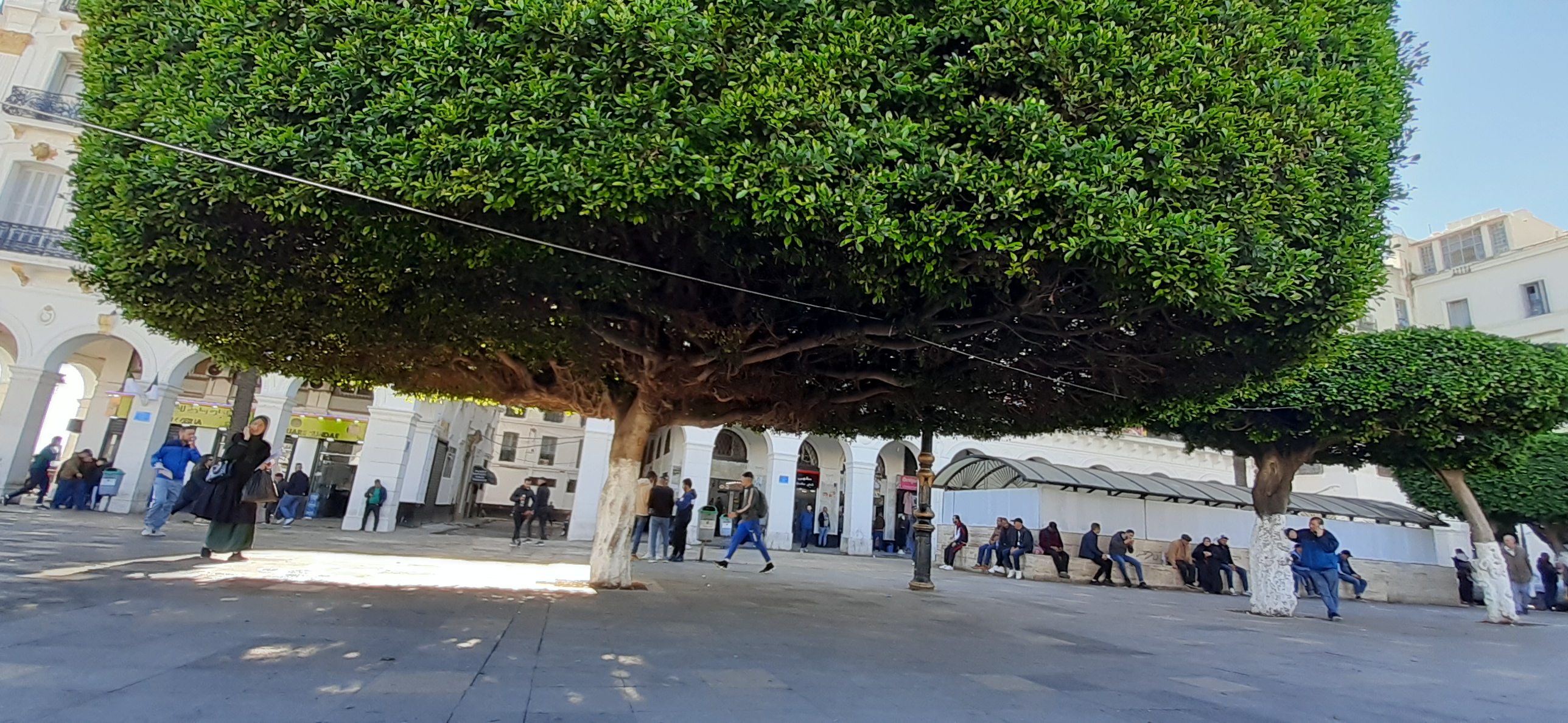 Ficus à Alger (Place des Martyrs)