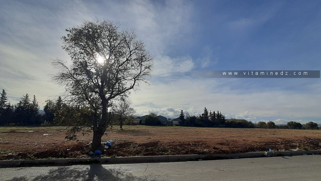 Ces arbres feront partie des anciens souvenirs d'Abou-Tachefine (Tlemcen)