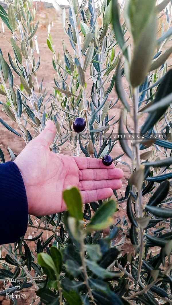 L'olivier à Terni Beni Hediel