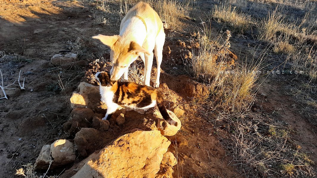 L'amitié entre chien et chat