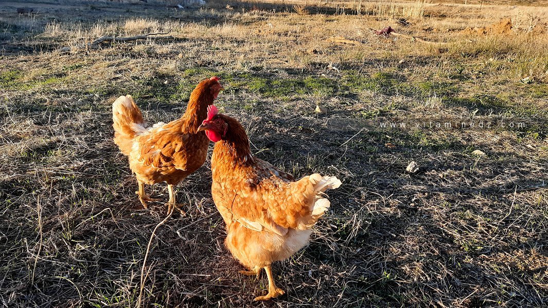 Les poules de campagne (Djej El arab - دجاج العرب)
