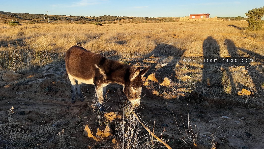 L'utilité d'un âne dans une ferme