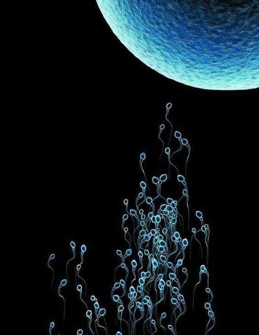 لماذا عدة طلاق المرأة ثلاثة أشهر، وعدة الأرملة أربعة أشهر وعشرة أيام؟!!