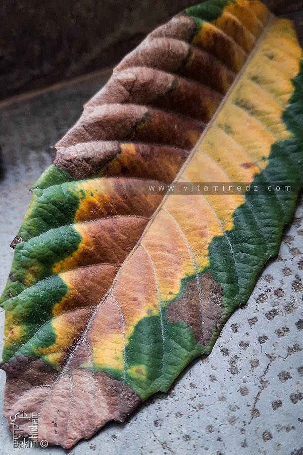 Magnifiques couleurs d'une feuille de néflier