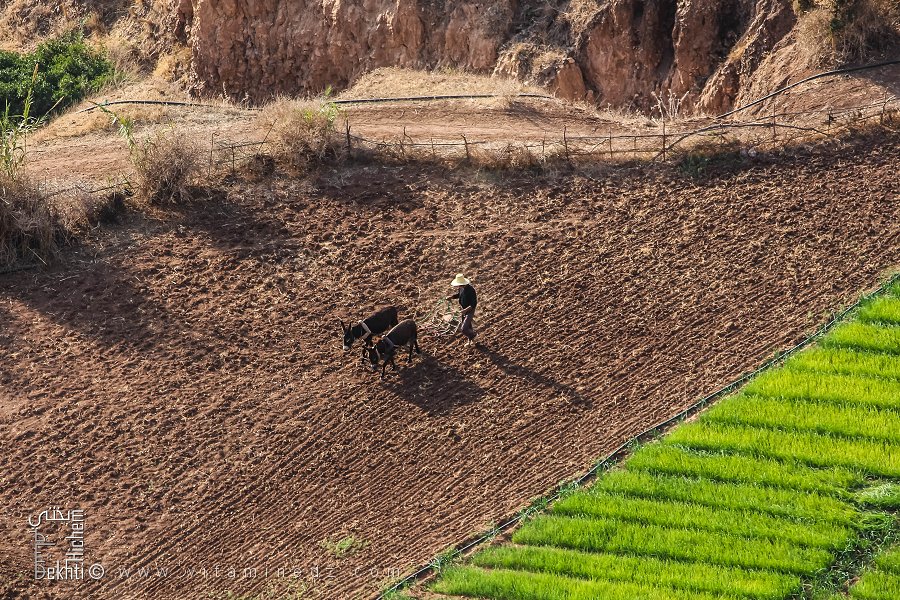 Agriculteur des Oulad Zouanif