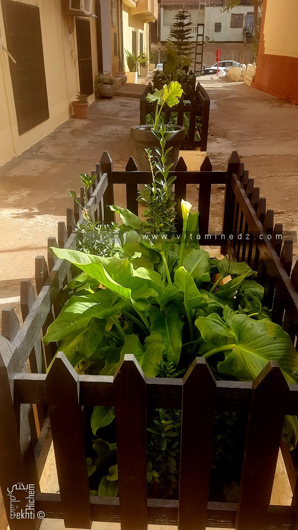 Ruelle à Tlemcen avec plante d'agréments à l'initiative louable d'une société privée