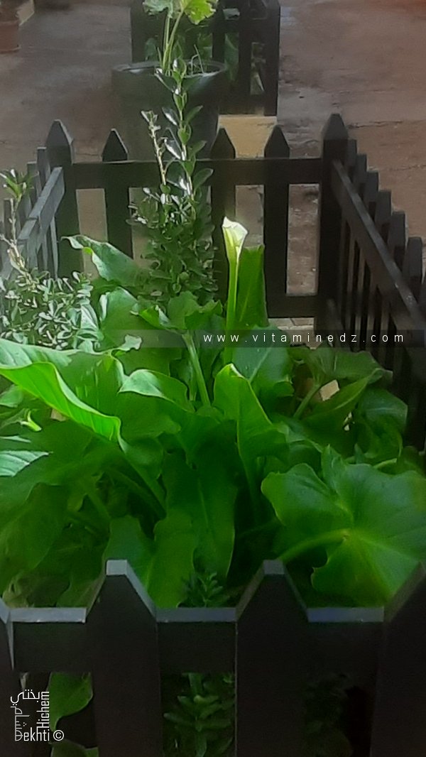 Plante d'Arum