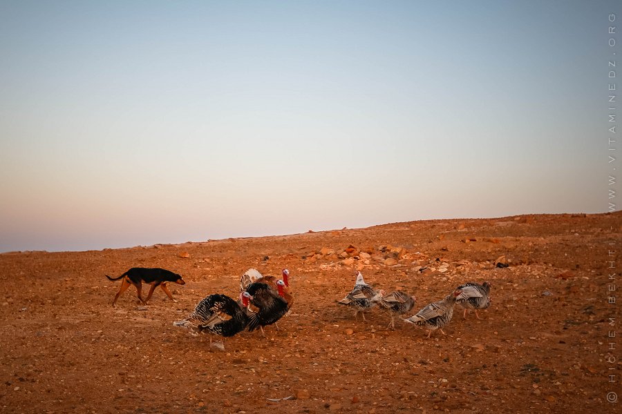 Un chien gardant des dindes chez un éleveur de Laghouat