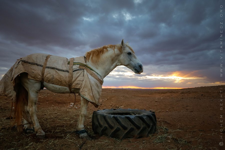 Le cheval Barde en Algérie très prisé des amoureux des fantasias