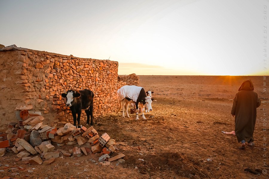 Vaches laitières (hauts plateaux algériens)