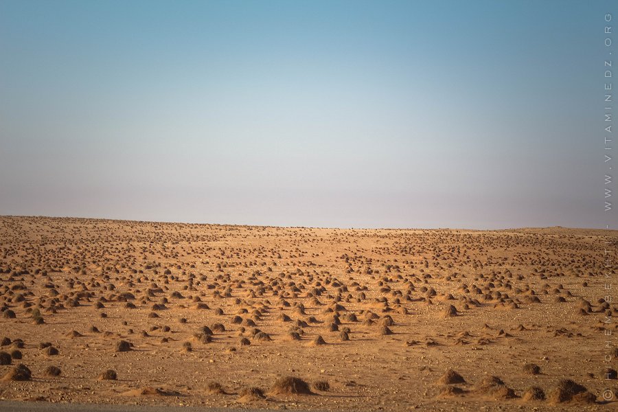 Champs d'Alfa sauvage  (hauts plateaux)