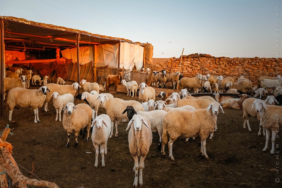Moutons dans un enclos chez un nomade algérien sédentarisé avec de l'aliment de bétail livré sur place